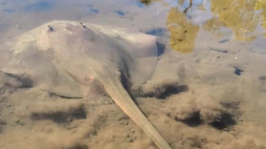 Noosa Heads: Hidden Waterways Wildlife Kayak (Fully Guided) - Meeting at the canoe ramp on Weyba Esplanade