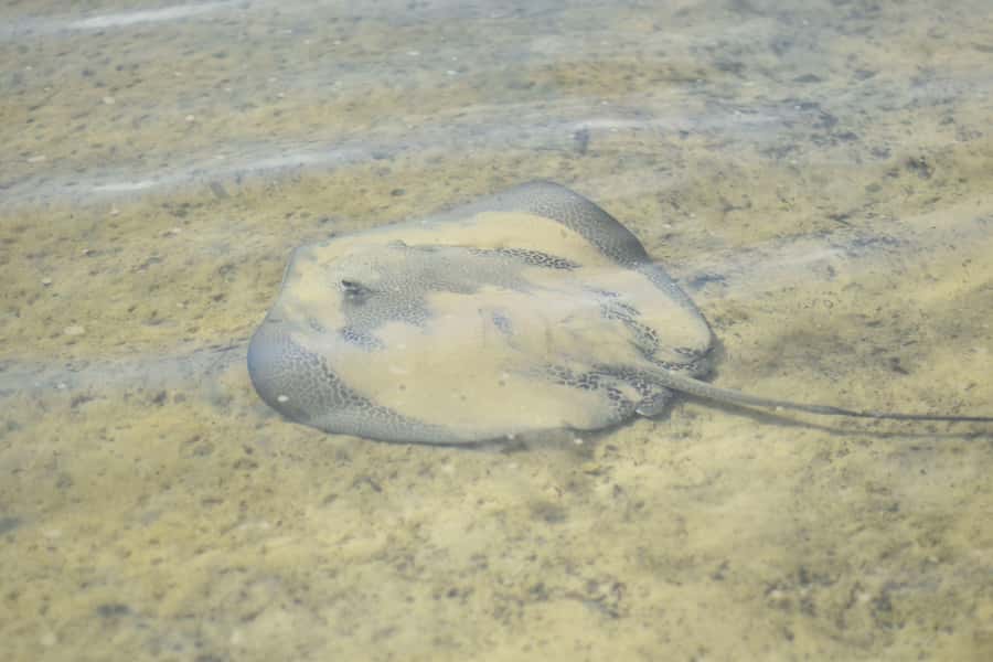 Noosa Heads: Hidden Waterways Wildlife Kayak (Self-Guided) - Who will enjoy this Noosa paddle?
