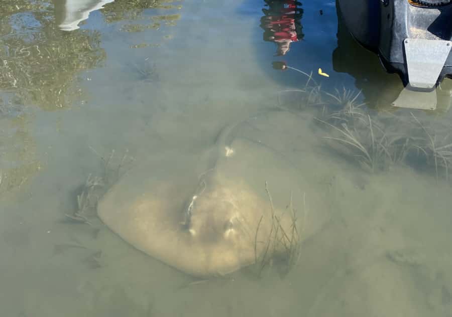 Noosa: Noosa Everglades and Stingray Sanctuary Kayak Tour - What the guide adds to the morning