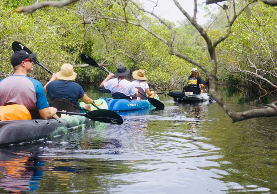 Noosa: Noosa Everglades and Stingray Sanctuary Kayak Tour - The value of $105 per person
