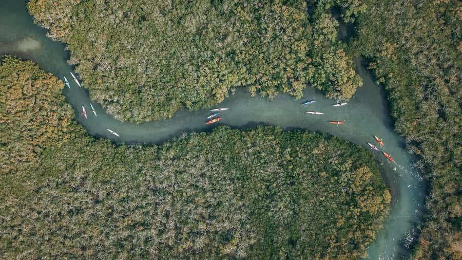 Noosa River: Mangroves and Mansions Guided Kayak Tour - Safety first, then a simple lesson