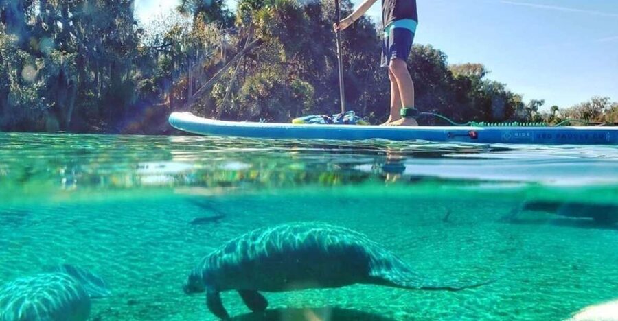 North Miami: Nature & Island Exploration on SUP/Kayak - Quick take: what makes this paddle tour worth your time