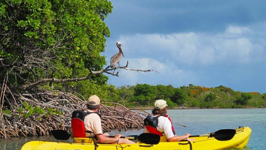North Miami: Nature & Island Exploration on SUP/Kayak - Through the Osprey Triangle mangroves