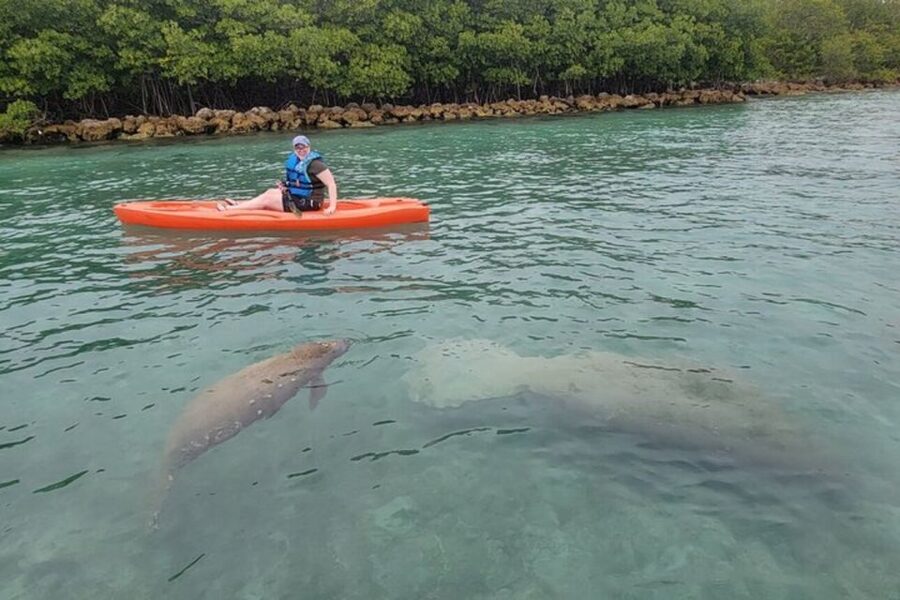 North Miami: Nature & Island Exploration on SUP/Kayak - Islands, birds, raccoons, and changing stops