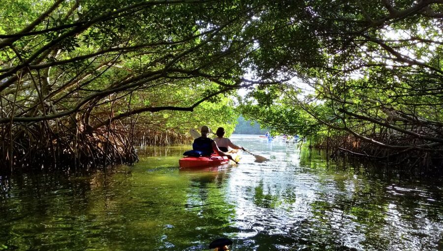 North Miami: Nature & Island Exploration on SUP/Kayak - Who will enjoy this North Miami outing