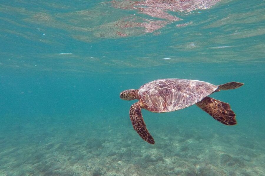 Oahu: Kailua Guided Kayak Excursion with Lunch - Getting ready with Kailua Beach Adventures