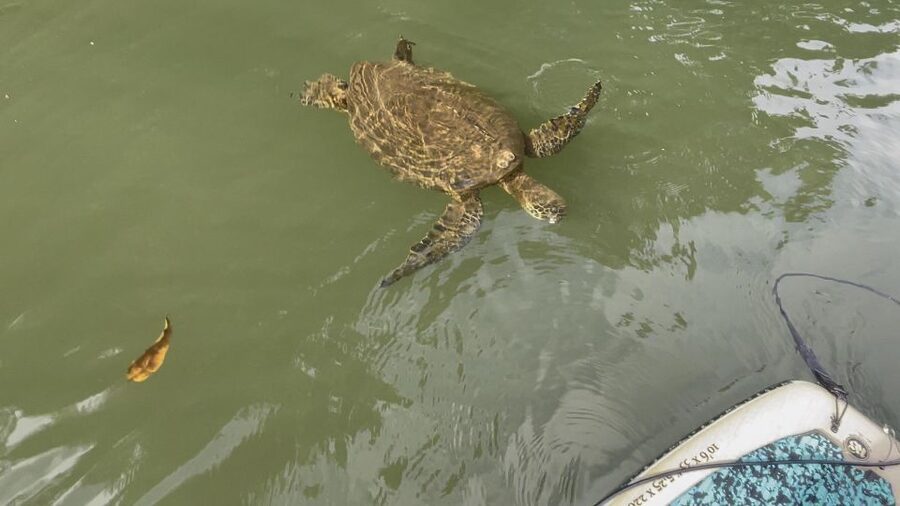 Oahu: North Shore Haleiwa Paddleboard River Adventure - The private deck and post-paddle facilities