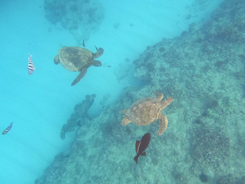 Oahu Snorkeling with Turtles, Water Scooter, Paddleboard - What the snorkeling session is really like