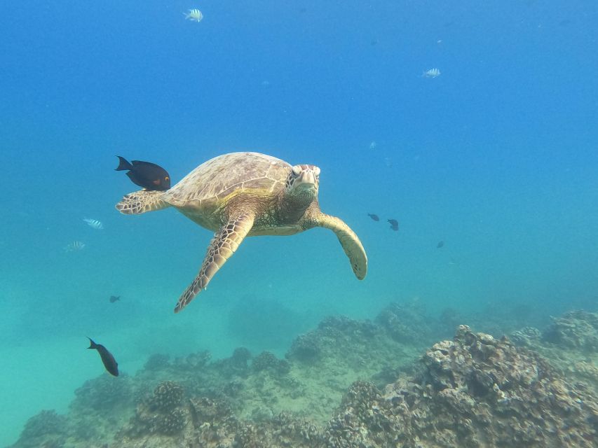 Oahu Snorkeling with Turtles, Water Scooter, Paddleboard - Paddleboarding adds variety, with one important caveat