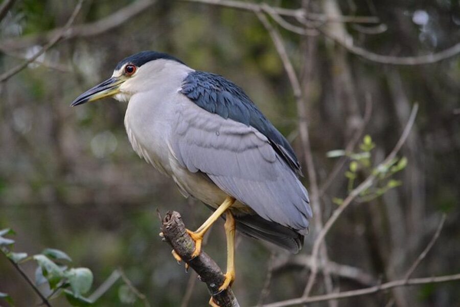 Ochopee: Half-Day Mangrove Tunnel Kayak Tour - Key points to know before you paddle