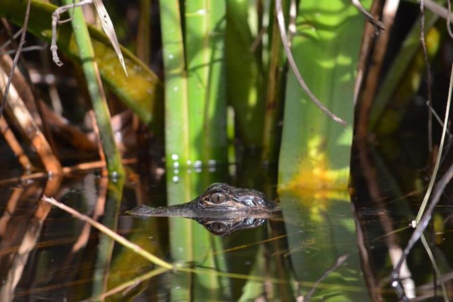 Ochopee: Half-Day Mangrove Tunnel Kayak Tour - Why the mangrove tunnel feels different