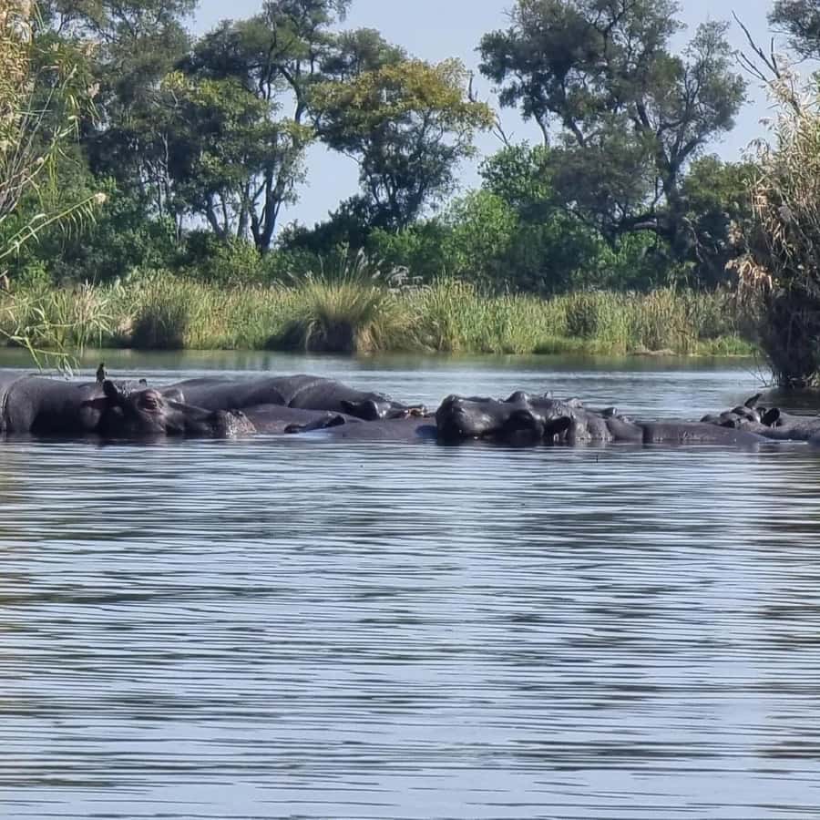 Okavango Delta: Full-Day Mokoro/Canoe Tour All-Inclusive - The Walking Safari Changes the Day