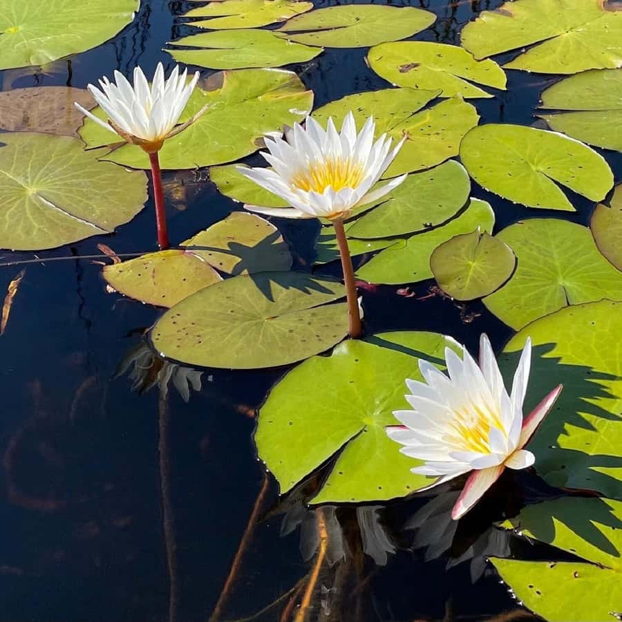 Okavango Delta: Full-Day Mokoro/Canoe Tour All-Inclusive - How the Day Flows
