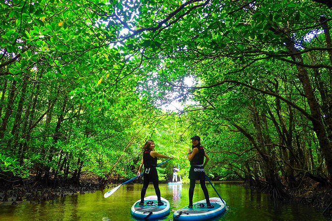 Okinawa Iriomote Mangrove SUP or Canoe Tour - Why a mangrove river is the right place to start