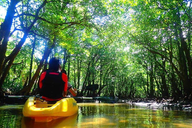 Okinawa Iriomote Mangrove SUP or Canoe Tour - What the guide adds to the experience