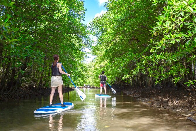 Okinawa Iriomote Mangrove SUP or Canoe Tour - Rain does not automatically cancel the outing
