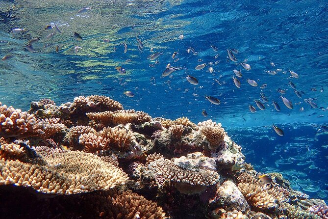 Okinawa Ishigaki Kabira Bay SUP or Canoe and Blue Cave Snorkeling - Helpful guides and the small-group feel