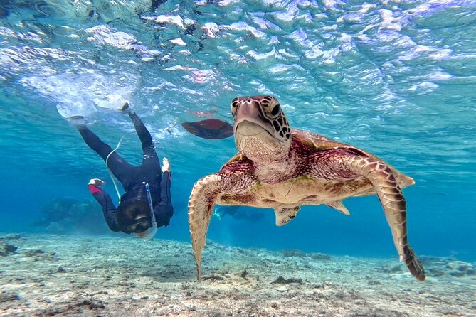 Okinawa Miyako Beach SUP or Canoe and sea turtle Snorkeling - Key points at a glance