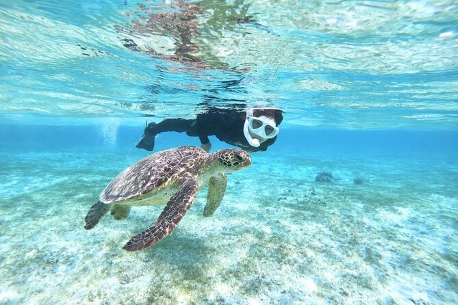 Okinawa Miyako Beach SUP or Canoe and sea turtle Snorkeling - Snorkeling among turtles, coral, and tropical fish