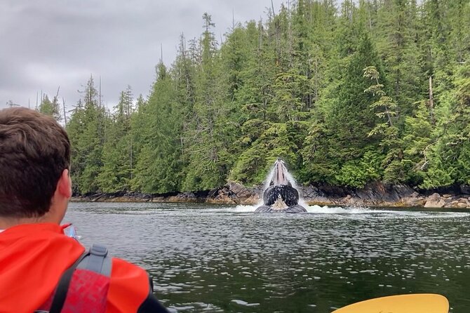 Orca Cove Sea Kayaking - Key points to know before you book