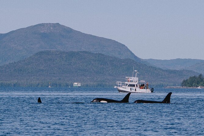Orca Cove Sea Kayaking - The snack back aboard the catamaran