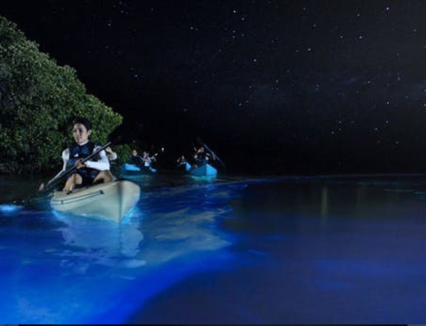 Orlando: Bioluminescence Clear Kayaking or Paddleboarding - Key points to know before you paddle