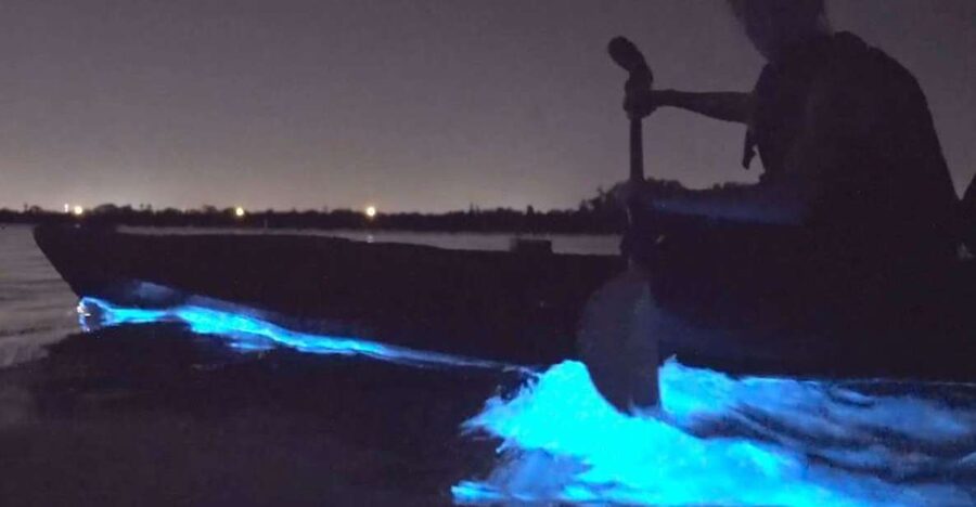 Orlando: Bioluminescence Clear Kayaking or Paddleboarding - Why the water glows near Titusville