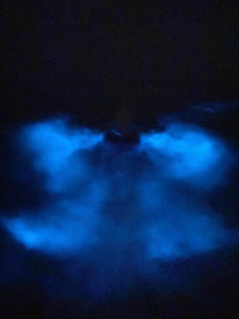 Orlando: Bioluminescence Kayak Tour - Why the Banana River glows at night