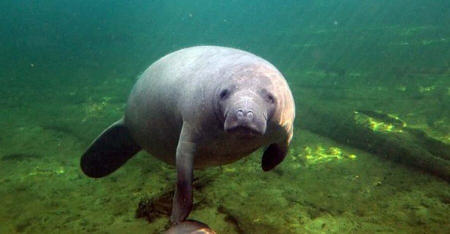 Orlando: Kayaking Tour with Manatee Encounter - Two hours on a clear Florida spring run