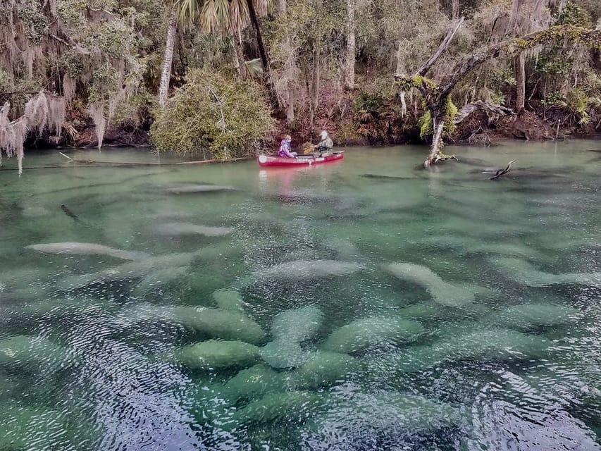 Orlando: Kayaking Tour with Manatee Encounter - Meeting the guide at French Landing