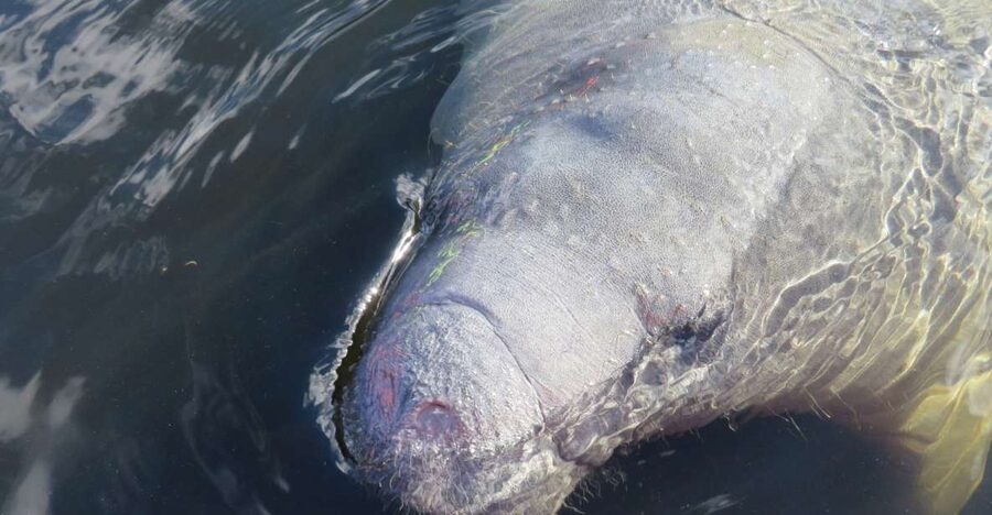 Orlando: Small Group Manatee Discovery Kayak Tour - Key points at a glance