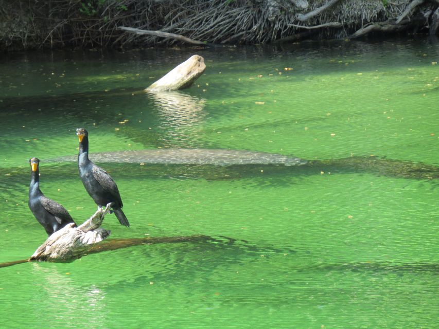Orlando: Small Group Manatee Discovery Kayak Tour - Who should book this tour?