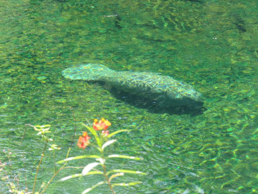 Orlando: Small Group Manatee Discovery Kayak Tour - Why this Blue Spring kayak trip is special