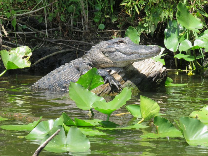 Orlando: Small Group Manatee Discovery Kayak Tour - Alligators, eagles, turtles, and smaller surprises
