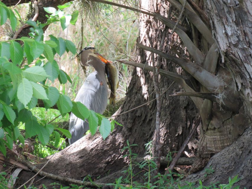 Orlando: Small Group Manatee Discovery Kayak Tour - What the guides add to the experience
