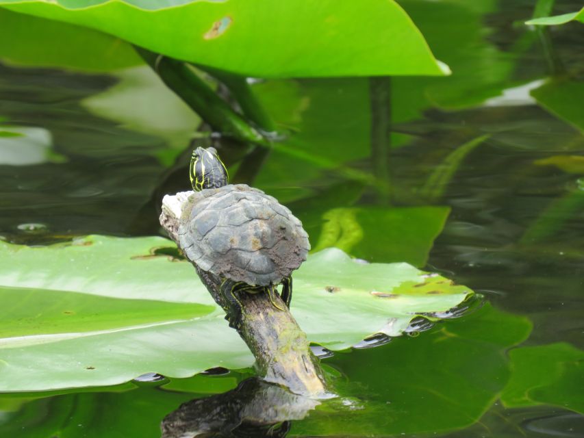 Orlando: Small Group Manatee Discovery Kayak Tour - When to go, and what to bring