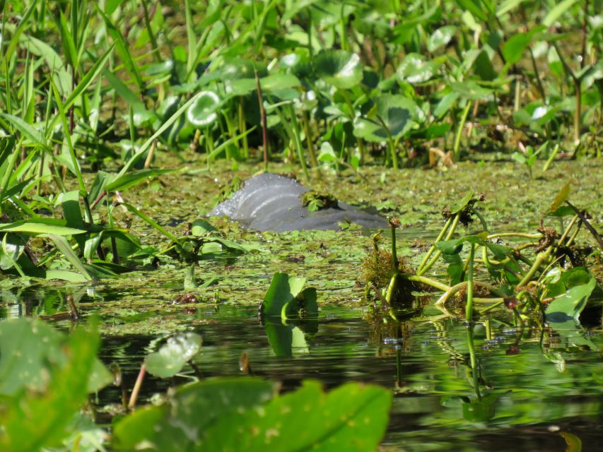 Orlando: Small Group Manatee Discovery Kayak Tour - Is $80 a fair price?