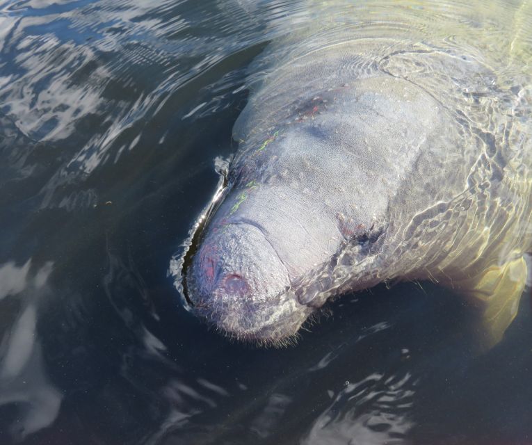 Orlando: Small Group Manatee Discovery Kayak Tour - Finding French Landing without a wrong turn