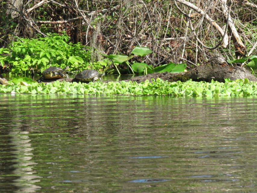 Orlando: Small Group Rock Springs Run Kayak Tour - Practical details that affect your day