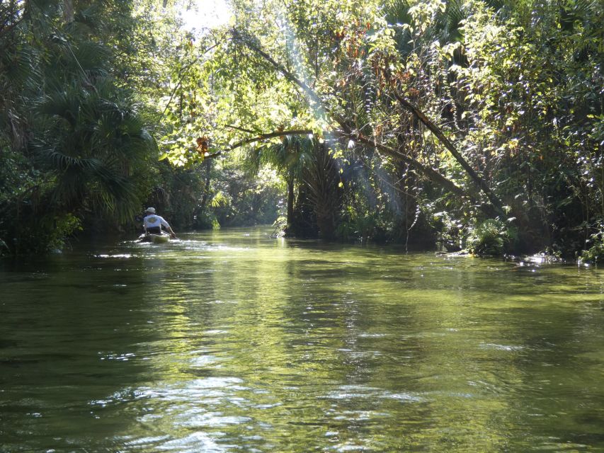 Orlando: Small Group Rock Springs Run Kayak Tour - Wildlife watching from a kayak