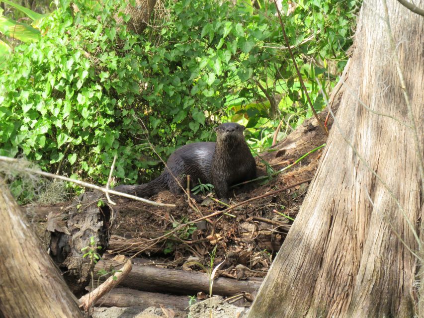 Orlando: Small Group Rock Springs Run Kayak Tour - Who will enjoy this tour most