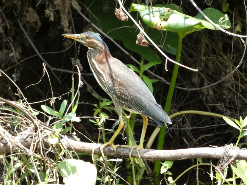 Orlando: Small Group Scenic Wekiva River Kayak Tour - My call: book it for the river, stay open to surprises