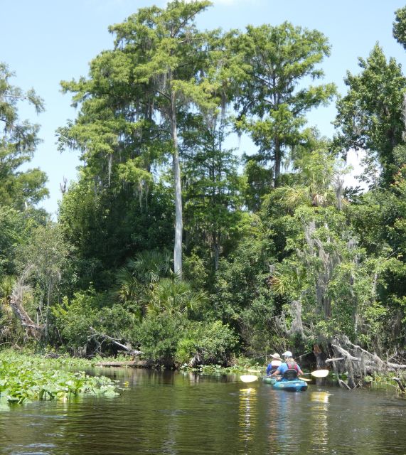 Orlando: Small Group Scenic Wekiva River Kayak Tour - The first hour: clear water and Florida wildlife