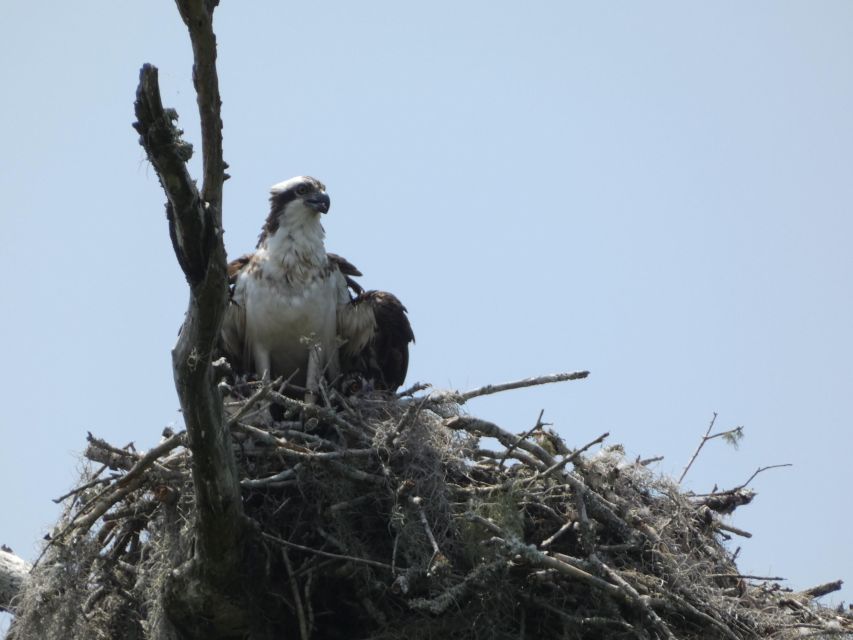 Orlando: Small Group Scenic Wekiva River Kayak Tour - The second hour: a quieter return route