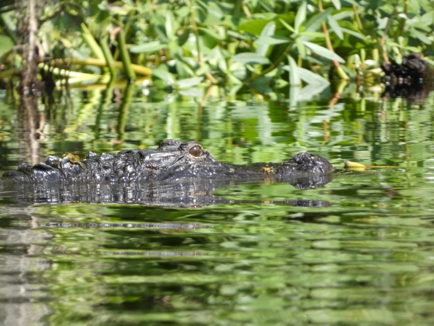 Orlando: Small Group Scenic Wekiva River Kayak Tour - Practical details that make the day easier