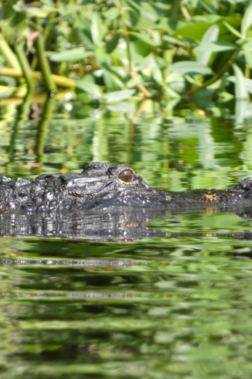 Orlando: Small Group Scenic Wekiva River Kayak Tour - Starting at Katie’s Landing