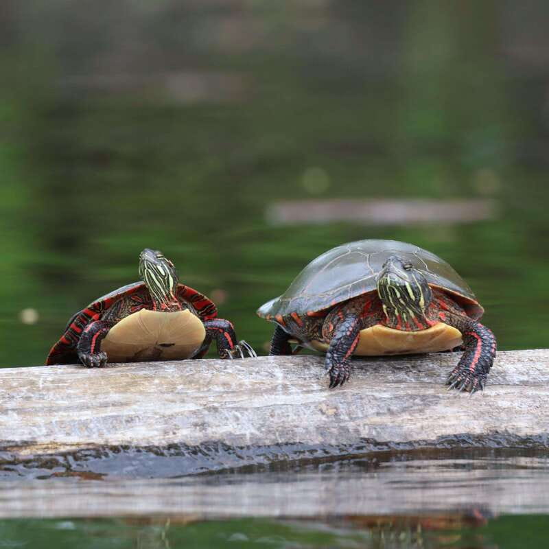 Ottawa: Ecological Reserve Kayak Tour with Turtle Sightings - Who should book this kayak outing?