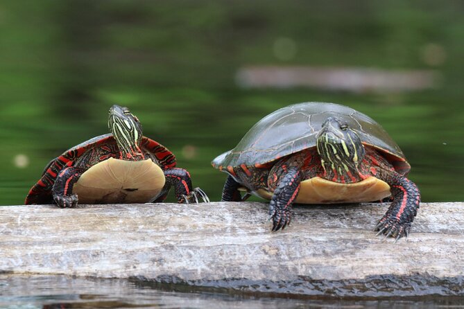 Ottawa: Ecological Reserve Kayak Tour with Turtle Sightings - Why the turtle sightings make this Ottawa trip special