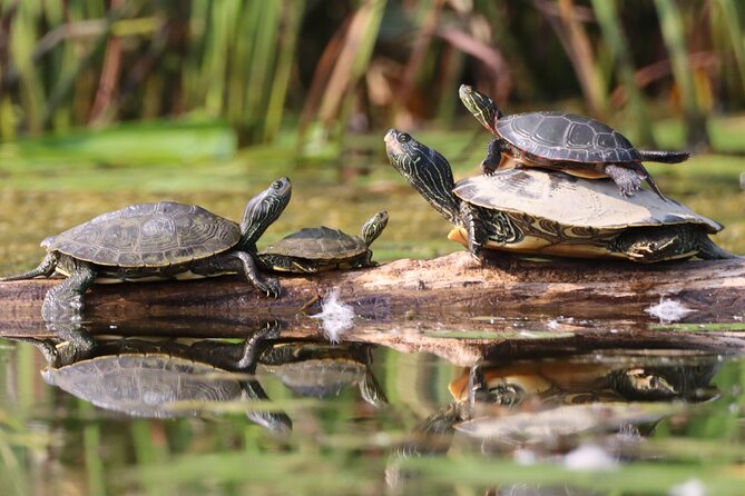 Ottawa: Ecological Reserve Kayak Tour with Turtle Sightings - What the two to three hours feel like