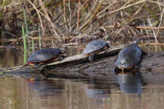 Ottawa: Ecological Reserve Kayak Tour with Turtle Sightings - Why the sheltered water suits beginners